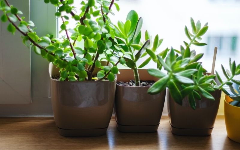Caring for your houseplants
