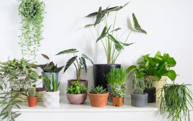 Why You Need To Keep Houseplants For Your Own Good