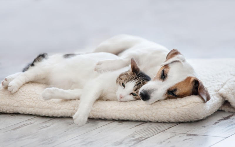 6 Useful Tips For Pet Owners To Keep The Home Clean | Propertydome