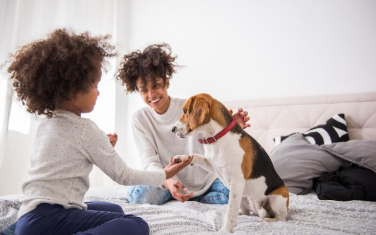5 Cautious Reasons Why Landlords Ban Pets In Their Houses