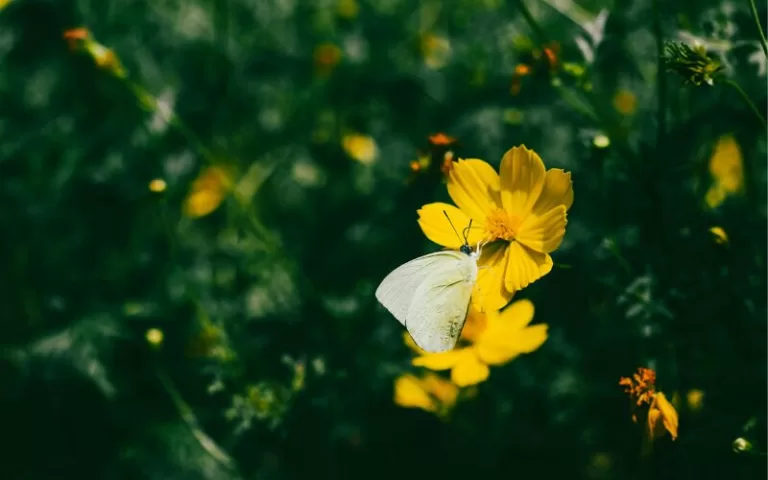 Creating a Butterfly Garden in Your Luxury Estate